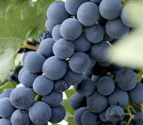 vinyes vi negre cellers de La Rioja